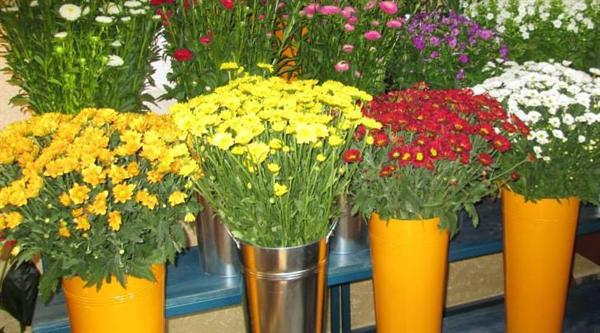פרחים בחצר - חנות פרחים בשדה-נחמיה