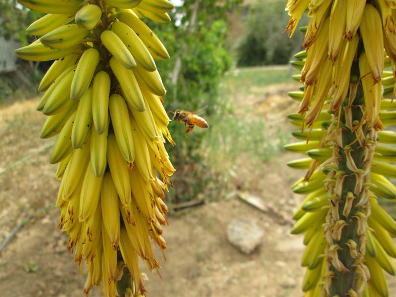 פריחת צמח האלוורה מושך דבורים לאיסוף צוף אלוורה